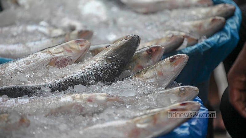 Vendors have set up stalls on the footpath in front of Karwan Bazar Railway Gate, displaying their hilsa for sale. Photo: Abdullah Al Momin