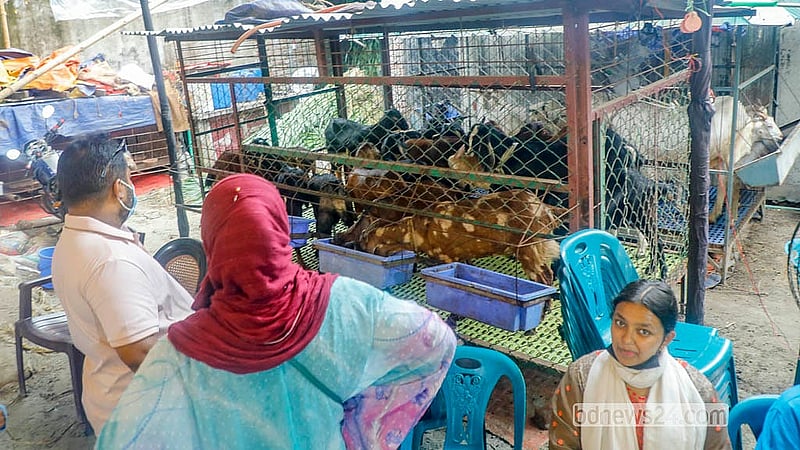 Farms in Dhaka’s Bosila also have goats of different breeds. Depending on breed and size, prices range from Tk 15,000 to Tk 100,000. Photo: Abdullah Al Momin