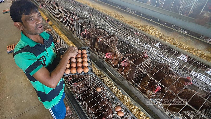 A worker collects eggs at a poultry farm in the Ghoshkanda area of Dhaka’s South Keraniganj. Photo: Abdullah al Momin