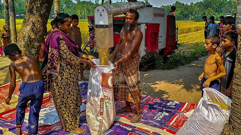 In Habibullapur village at Sadullapur Upazila, Gaibandha, heaps of rice are brought home after a mechanical harvest, ready to be bundled up in sacks. Photo: tazul islam Reza