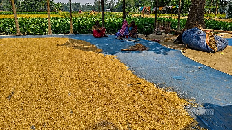 Women dry the fresh rice beneath the scorching summer sun in Taluk Manduar of Gaibandha Sadar Upazila. Photo: tazul islam Reza