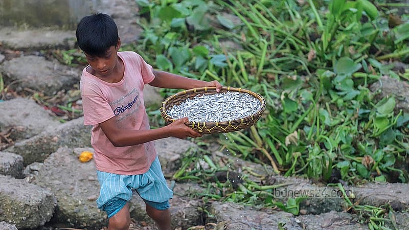 Fish caught in the Meghna River is brought to Baidyer Bazar in Sonargaon. Photo: Abdullah Al Momin