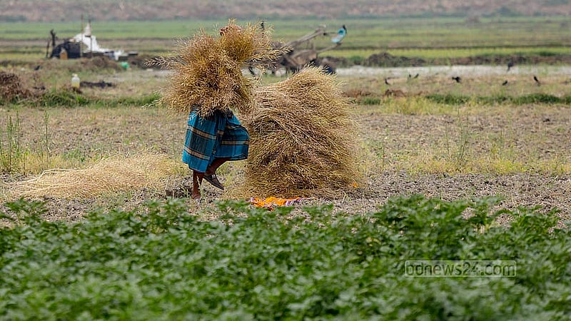 As the mustard seeds ripen, day labourers begin harvesting the crop. Cut plants are gathered in piles in the fields before being taken home for threshing. Photo: Mahmud Zaman Ovi