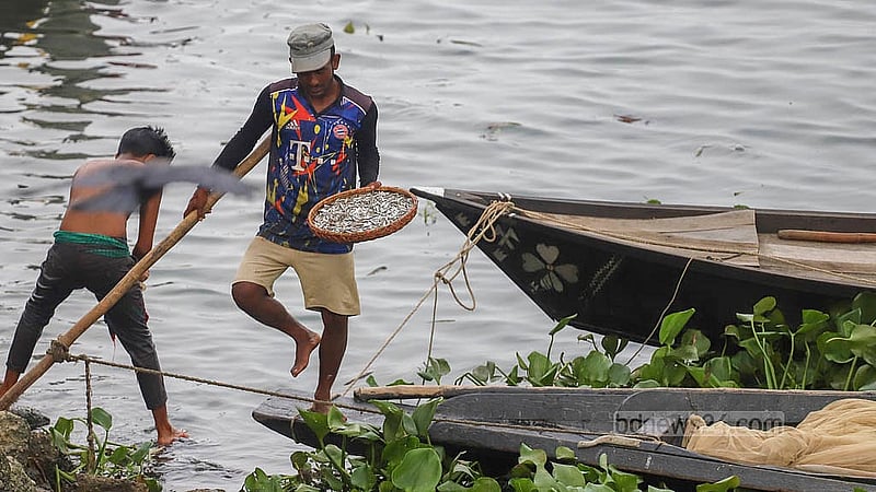 Fish caught in the Meghna River is brought to Baidyer Bazar in Sonargaon. Photo: Abdullah Al Momin