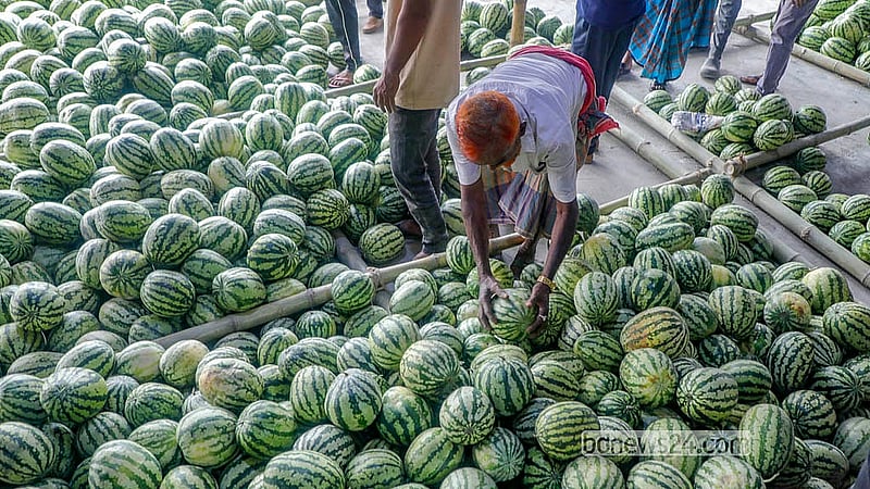 Watermelons are sorted by size. As the fruit reaches the markets ahead of the season, farmers secure good prices. Photo: Abdullah Al Momin