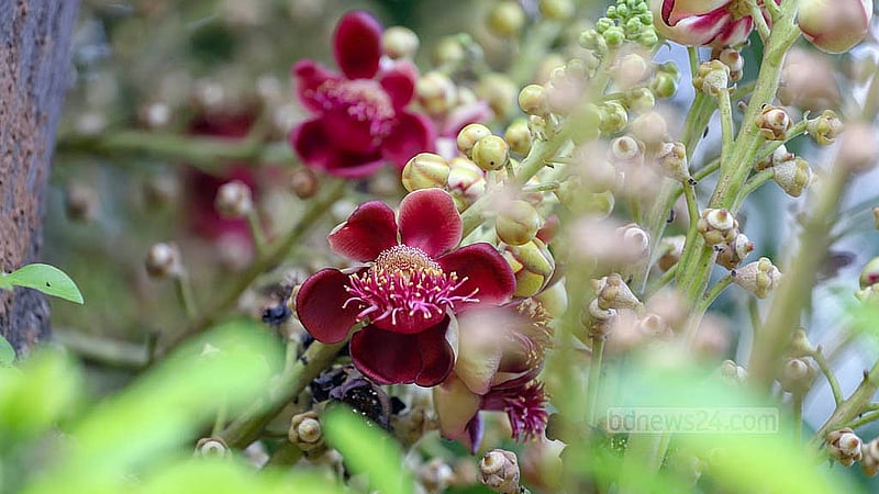 Nagalingam flower blooms at Dhaka University’s Curzon Hall. This attractive bloom resembles snake hoods and probably got its name from the resemblance. Photo: Abdullah al Momin