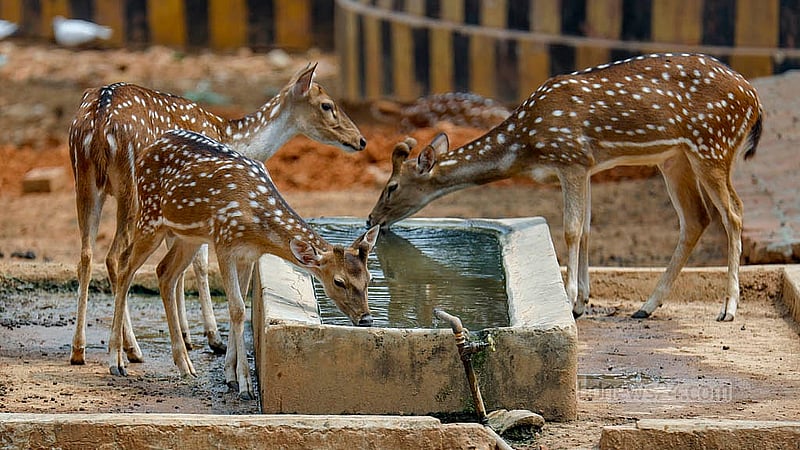 The scorching weather is leaving the animals in the National Zoo in Dhaka thirsty. Spotted deer can be seen frequently drinking from the water trough inside their enclosure in search of respite. Photo: Mahmud Zaman Ov
