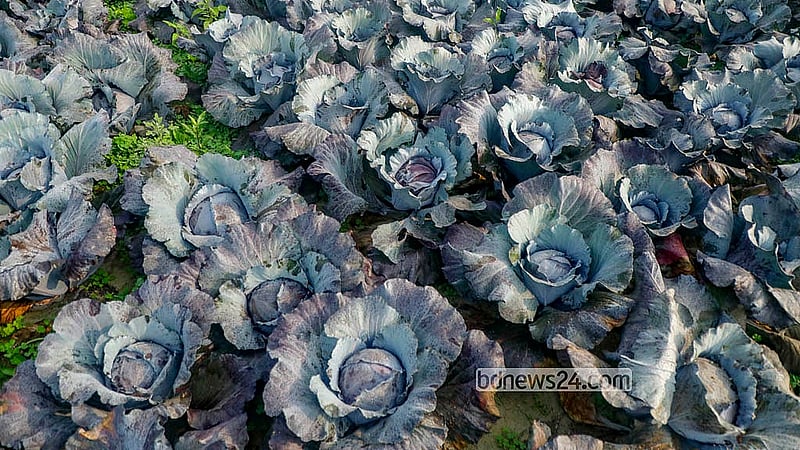 Red cabbage is cultivated in Dhaka’s Savar and Manikganj’s Singair Upazila. The vegetables sell for Tk 50-70 per piece. Photo: Abdullah al Momin