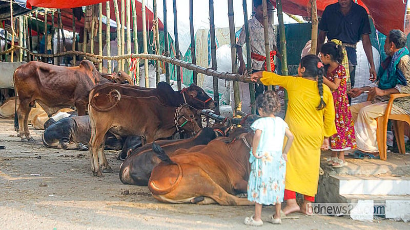 Families, including children, have begun visiting the riverside market to observe the cattle ahead of Eid preparations. Photo: Abdullah Al Momin