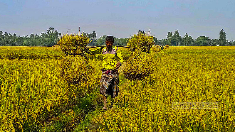 A farmer returns home from the crop fields with freshly harvested rice at Khamarbaghchi in Sadullapur Upazila. Photo: tazul islam Reza