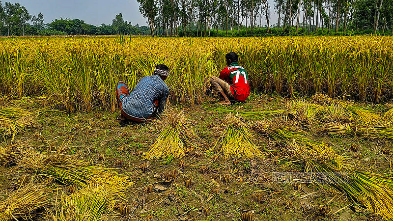Farmers harvest Boro rice in Habibullapur village at Sadullapur Upazila, Gaibandha. Photo: tazul islam Reza