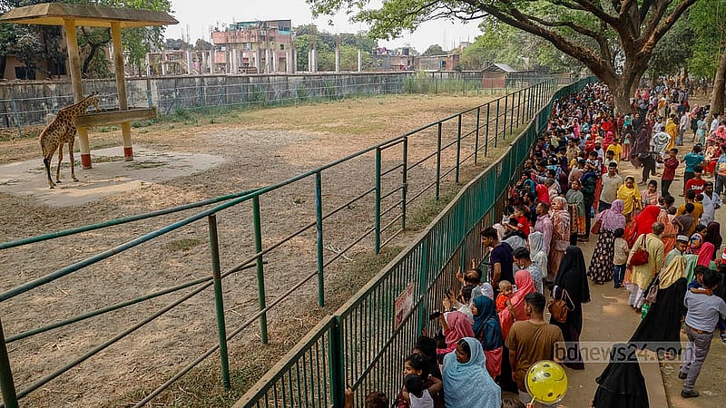 People see giraffes at the National Zoo in Dhaka's Mirpur a day after Eid on Tuesday, Apr 1, 2025. Photo: Mahmud Zaman Ovi