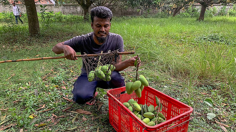 কৃষি সম্প্রসারণ অধিদপ্তরের উপ-পরিচালক সালমা আক্তার বলছেন, এ বছর রাজশাহীতে আম হয়েছে ১৯ হাজার ৬০৩ হেক্টর জমিতে। উৎপাদনের লক্ষ্যমাত্রা ধরা হয়েছে ২ লক্ষ ৬০ হাজার ৬ মেট্রিক টন