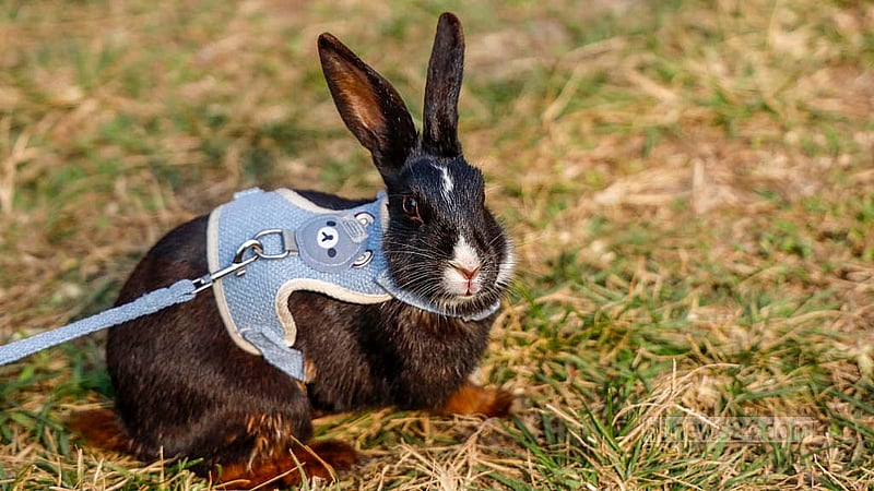 Koko the rabbit roams freely the field at Teacher-Student Centre (TSC) on Tuesday, Jan 20, 2026, at the Pet Carnival held by Dhaka University Central Students’ Union (DUCSU) for the first time.Photo: Mahmud Zaman Ovi