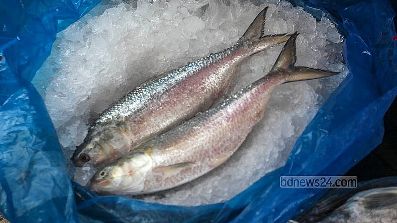 Weighing just over 1.5kg, this hilsa was bought for Tk 2,600 per kg at Karwan Bazar. Photo: Abdullah Al Momin