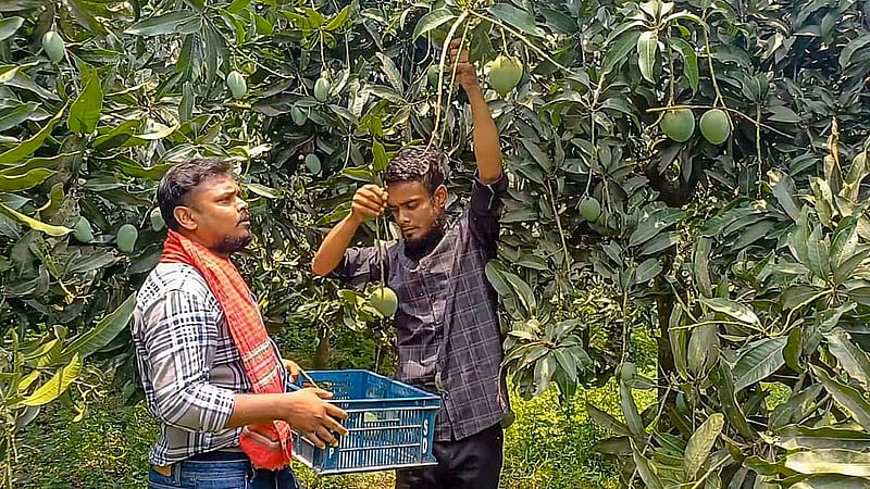 Farmers have started picking Guti mangoes in Naogaon. These mangoes are being transported to local markets, alongside other parts of the country. Photo: Sadequl Islam