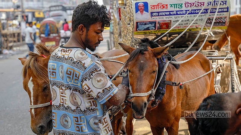Over time, the number of horse-drawn carriages plying the roads from Sadarghat to Gulistan has decreased. Just a few years ago, around 70 horse carts were on road, but now only 32 remain. Photo: Mahmud Zaman Ovi