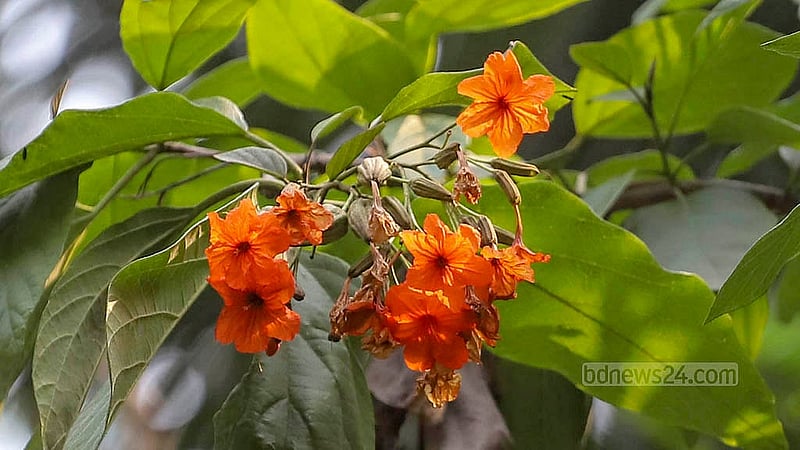 The strong sunlight in summer seems to set fire to the red Roktoraag flowers. There was a time this Roktoraag flower adorned the gardens of Dhaka’s Nawabs. The photo is taken at the Faculty of Fine Arts in Dhaka University. Photo: Abdullah al Momin