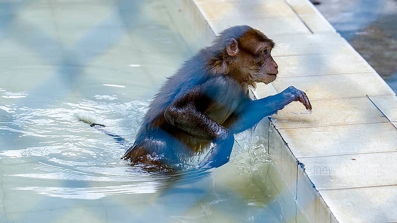 Exhausted from the heat at the National Zoo in Dhaka, a monkey tries to cool off by swimming repeatedly in the pool inside its enclosure. Photo: Mahmud Zaman Ovi