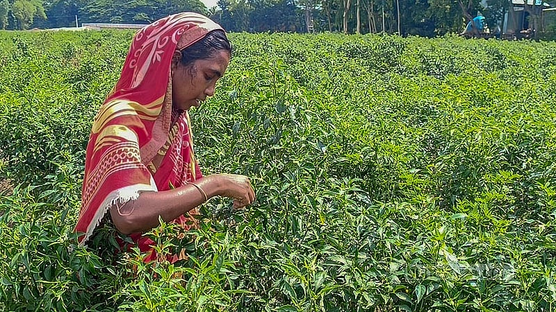 A woman farmer harvests chillies from a field in Manikganj's Harirampur. Photo: Mahidul Islam Mahi