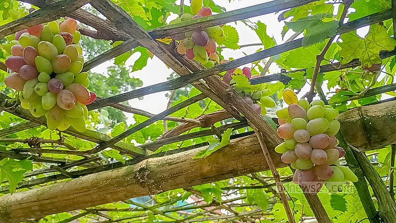 The news of the success in farming a foreign grapes variety has quickly spread across Kushtia, Faridpur and adjacent areas. People throng the vineyard every day to see grapes. Photo: Shamim Reza