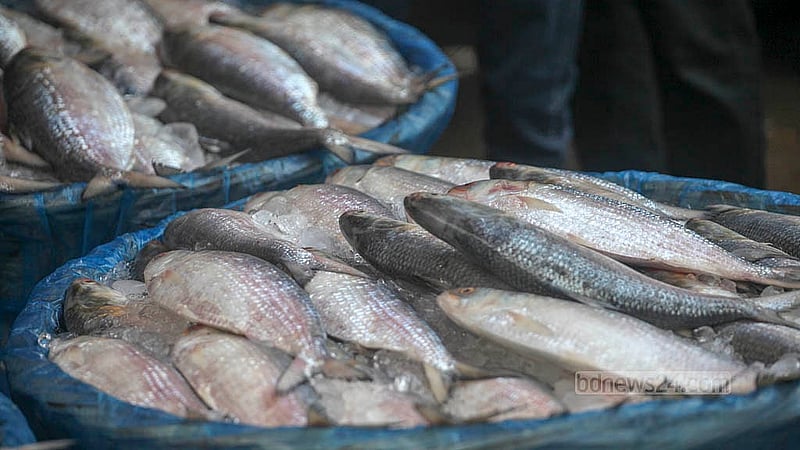 In front of the Karwan Bazar railway gate, hilsa is being sold on the pavement at prices ranging from Tk 500 to Tk 3,000 per kg, depending on size. Photo: Abdullah Al Momin
