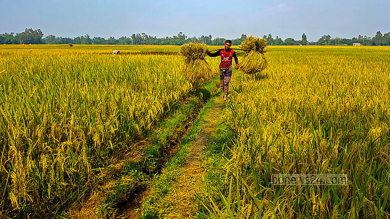 গাইবান্ধার সাদুল্লাপুর উপজেলার খামারবাগচি গ্রামে মাঠ থেকে ধান নিয়ে ফিরছেন কৃষক
