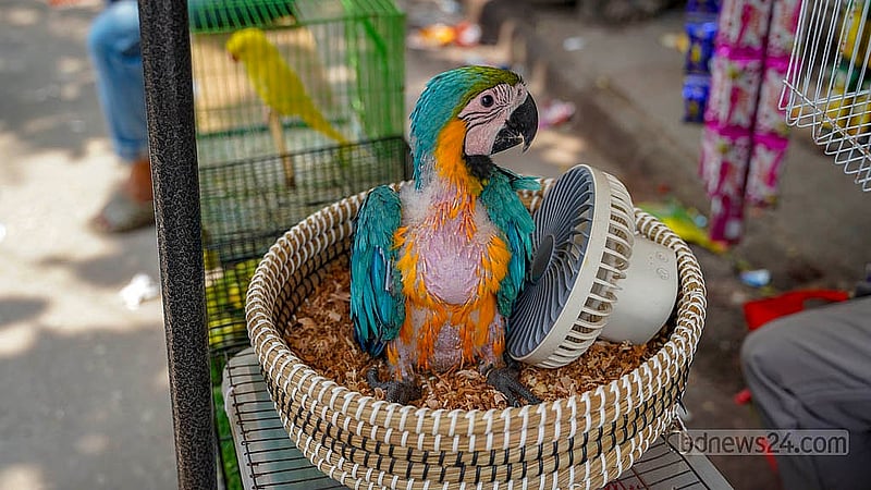 A baby macaw has been brought to the Mirpur bird market for sale, with the asking price set at Tk 180,000.  Photo: Tanjinur Rahman Bhuiyan