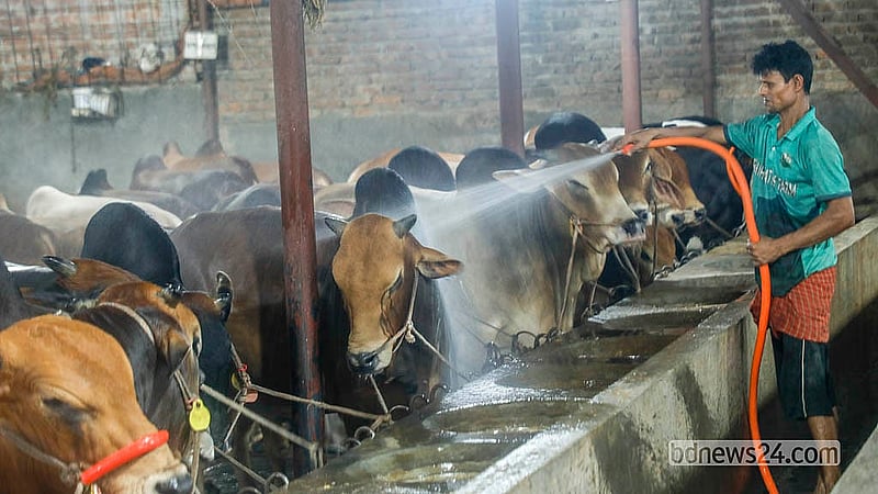 A worker bathes a cow at a farm in Mohammadpur’s Bosila. The cattle are bathed twice daily to keep them healthy during the heat. Photo: Abdullah Al Momin