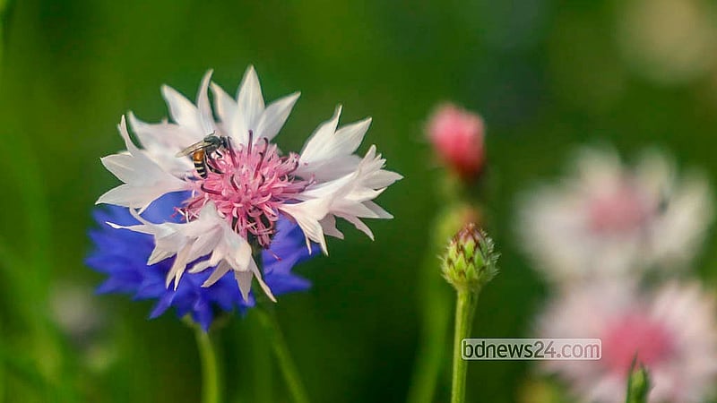 The festival has been decorated with 29 different varieties of flowers from Bangladesh and abroad. The event will conclude on Tuesday, Jan 20, 2026. Photo: Abdullah al Momin