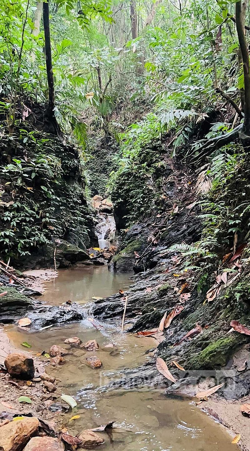 The stream of Bara Kangrakhaiya flows undeterred, its waters carving a quiet path through the wilderness in Khagrachhari's Bara Kangrakhaiya forest.