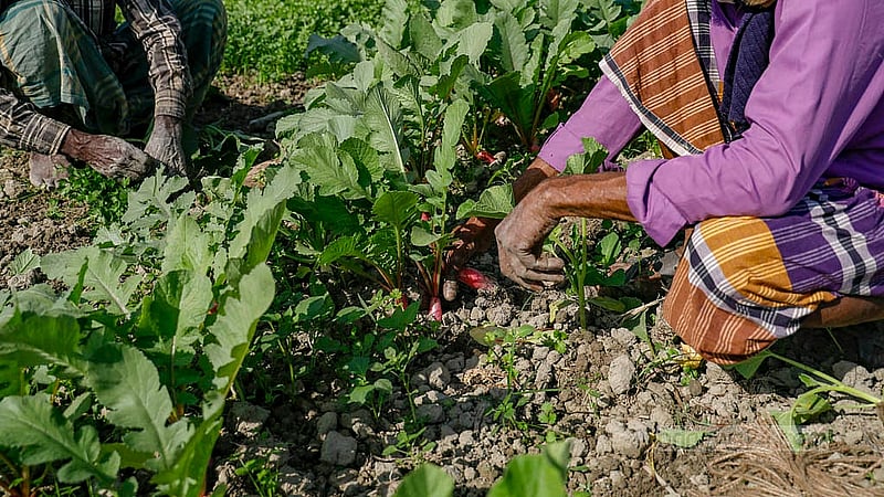 Farmers are tying and arranging radish green bundles in the fields, each containing five to six radishes. Photo: Mahmud Zaman Ovi