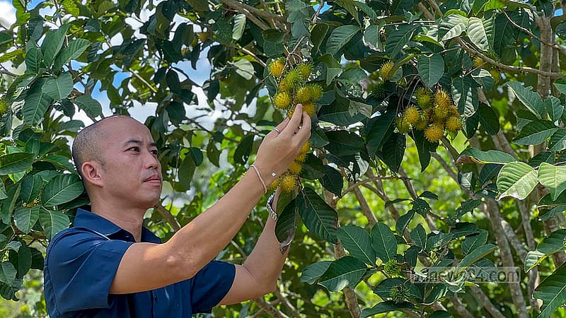 Agricultural entrepreneur Akeipru Chowdhury's garden showcases five different varieties of rambutan – the Indonesian Binjai, the Thai Rongrien, the Philippine Quezon, the Malaysian School Boy (or Anak Sekola) and the Indian N-18. Photo: Samir Mallick