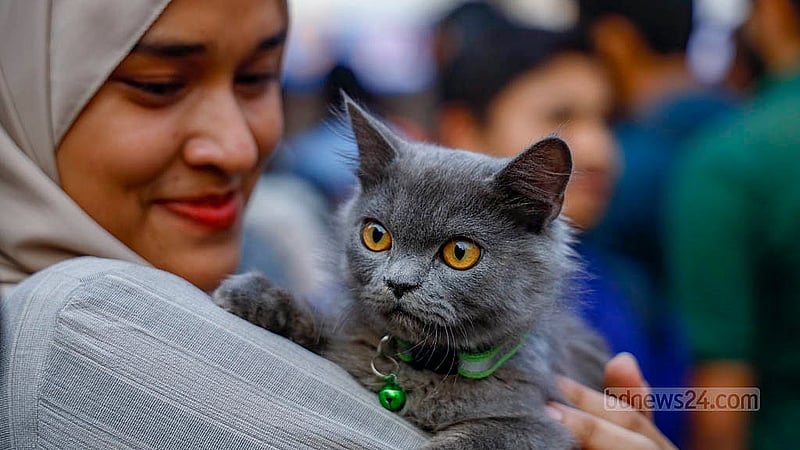 Israt Jahan Sumaiya accompanies her four-month-old British Short Hair cat named  Smokey to the Dhaka University Pet Carnival on Tuesday, Jan 20, 2026.Photo: Mahmud Zaman Ovi