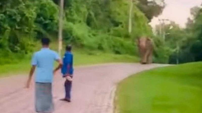 Scenes of elephants strolling around the Korean EPZ (KEPZ) multiple times at Chattogram’s Anwara have surfaced on social media. Screengrab taken from a video.