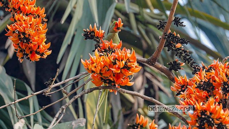 As spring arrives, nature turns radiant; beneath a blue sky, a rose-ringed parakeet sips nectar from the flame-red Palash blossoms. Photo: Abdullah Al Momin