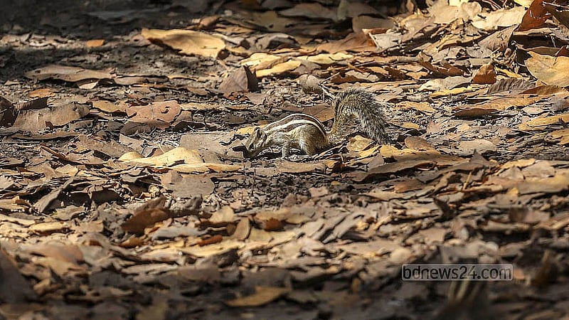 A squirrel is on the search for food amidst the fallen leaves in Ramna Park on Tuesday, Mar 4, 2025. Photo: Abdullah al Momin