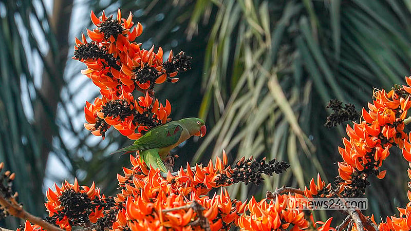 Parakeets are seen daily among the blooming Palash trees by the pond at Dr Muhammad Shahidullah Hall, Dhaka University. Photo: Abdullah Al Momin