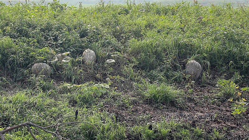 Pumpkin fields along Arial Beel in Srinagar Upazila, Munshiganj. Photo: Abdullah Al Momin