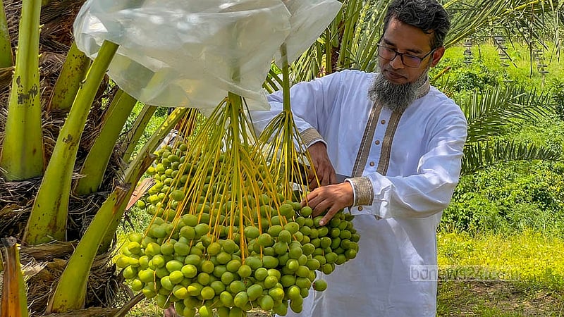 Nur Alam has planted more than 100 date trees in 2019 on 13 acres of hilly land in Khagrachari’s Matiranga. The yield of the most expensive variety - "Amber" - has been good. Photo: Samir Mallik