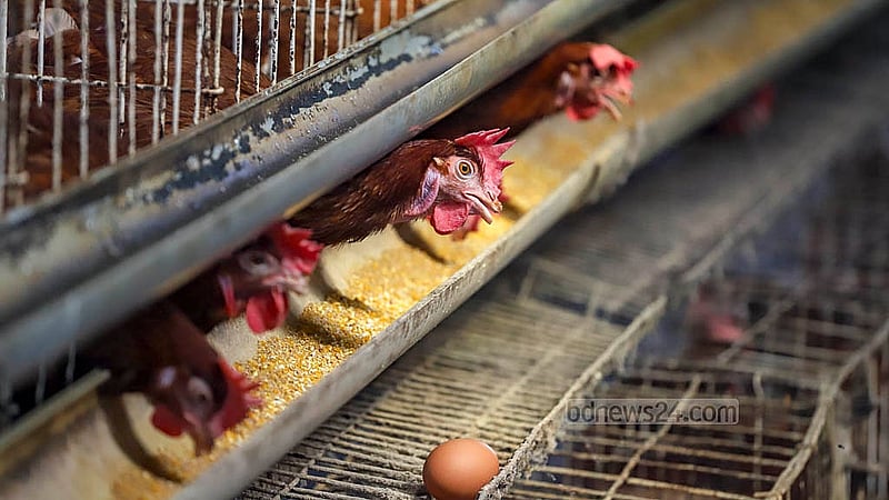 According to farmers, the determining factor in the price of eggs is the price of poultry feed. Currently, a 50 kg sack of feed is selling for Tk 3,000 – Tk 3,200. Two years ago, a similar sack would be sold for Tk 1,700 – Tk 1,800. Photo: Abdullah al Momin