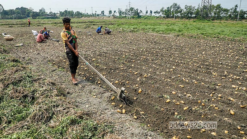 Workers are busy harvesting potatoes in the Tingaon area of Munshiganj’s Sirajdikhan Upazila. Most of the workers in the fields come from Mymensingh and Rangpur. Photo: Abdullah Al Momin