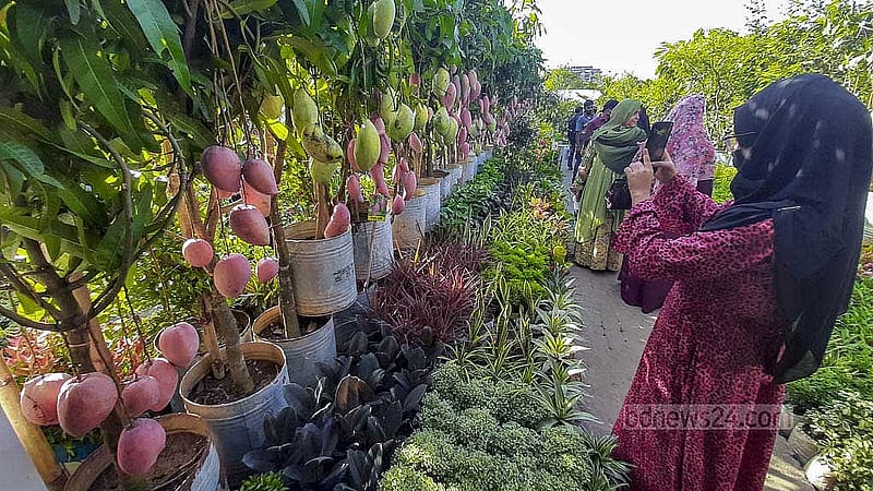Buyers and visitors inspect mango trees at the National Tree Fair in Sher-e-Bangla Nagar, Dhaka. Photo: Abdullah Al Momin