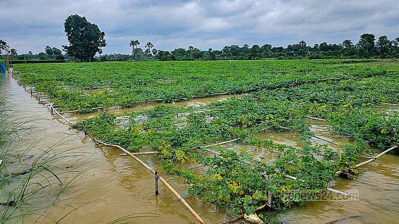 Agricultural land between two embankments in the Amtoli area of Cumilla Sadar Upazila is submerged under water. Photo: Tanvir Dipu