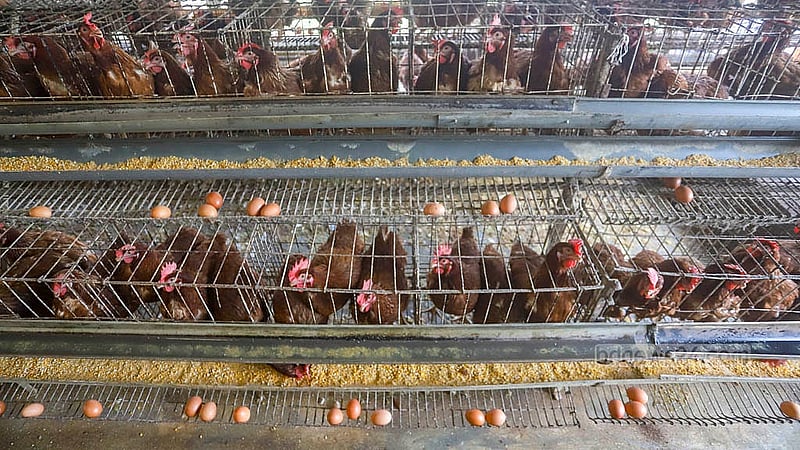 These laying hens can produce eggs for 16 months. Afterwards, they are sold off as meat at a per kg price set by the market. Currently, the price per kg at retail is Tk 310. Photo: Abdullah al Momin