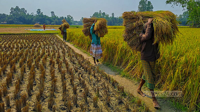 A farmer heads home from the field with his rice harvest in Taluk Manduar of Gaibandha Sadar Upazila, a farmer heads home from with his harvest of rice. Photo: tazul islam Reza