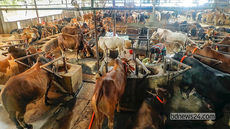 Farms in Mohammadpur’s Bosila are offering cattle priced between Tk 60,000 and Tk 1.2 million. Photo: Abdullah Al Momin