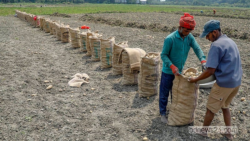Workers harvest potatoes from a field in the Tingaon area of Munshiganj’s Sirajdikhan Upazila and put them in sacks. Photo: Abdullah Al Momin
