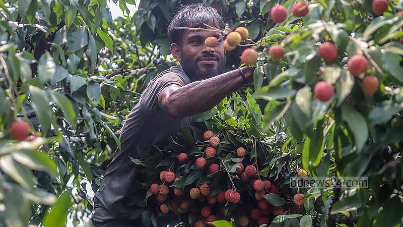 Lychees have ripened on the trees in Narayanganj's Sonargaon. Farmers say there has been a good yield this year. Photo: Abdullah Al Momin.