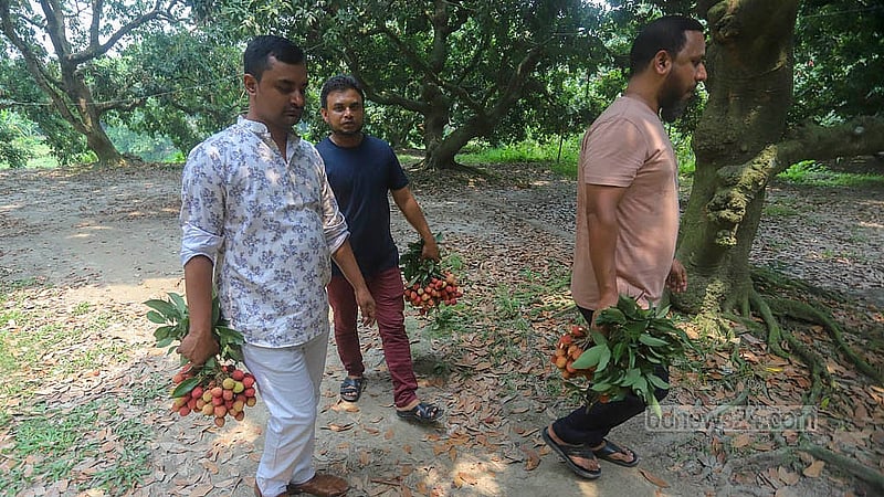 Visitors in Narayanganj's Sonargaon buy lychees from an orchard. Photo: Abdullah Al Momin